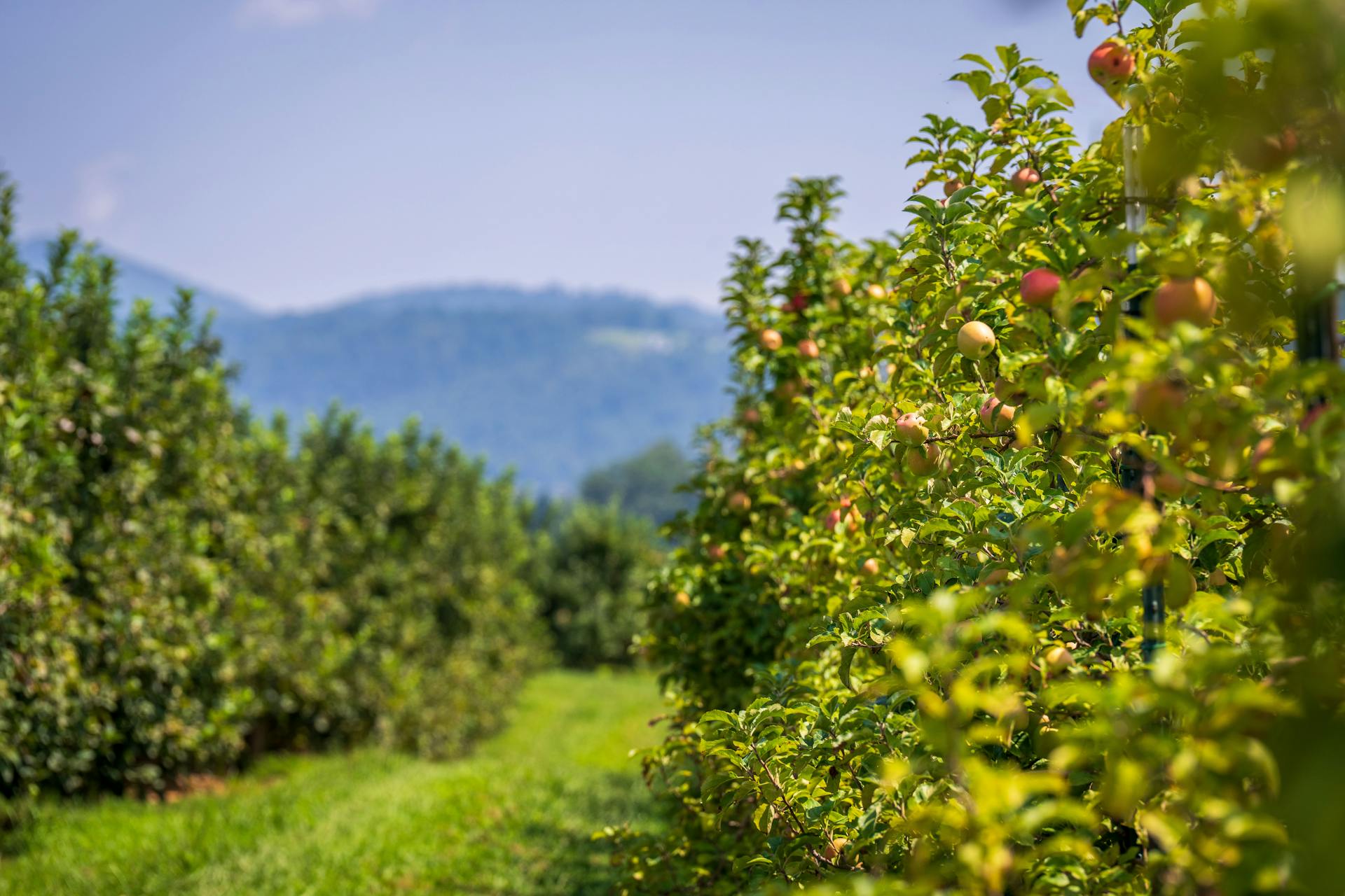 Rangées de pommiers face à la montagne basque, au pied de la Rhune